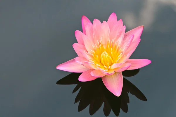 The pink lotus flower. — Stock Photo, Image