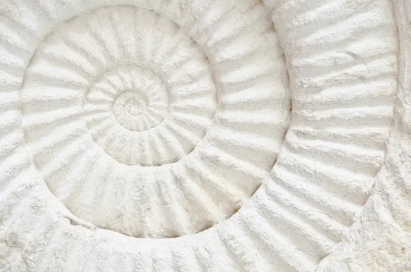 Fossile preistorico di ammonite — Foto Stock