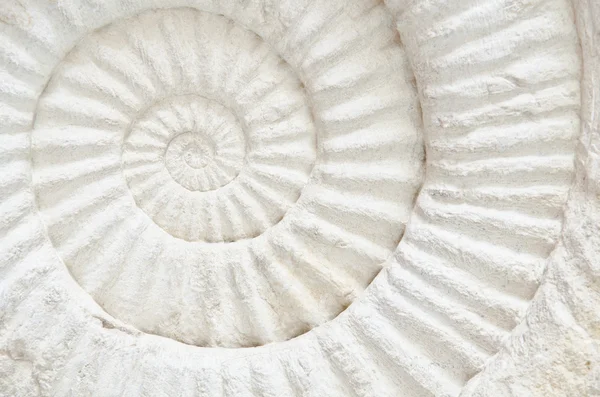 Ammoniten prähistorisches Fossil Stockbild