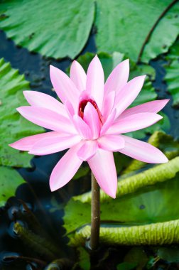 pembe lotus.