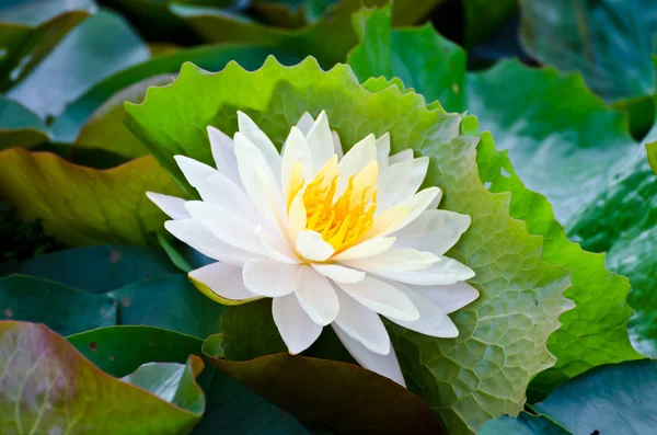 White lotus. — Stock Photo, Image