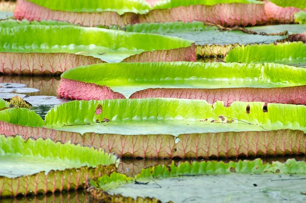 Leaves of the Victoria waterlily — Stock Photo, Image