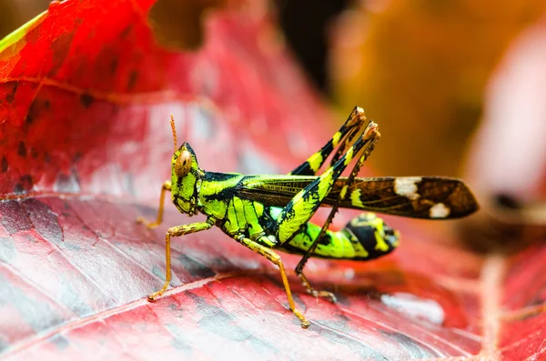 Sauterelle de singe sur feuille rouge dans la forêt tropicale humide. — Photo