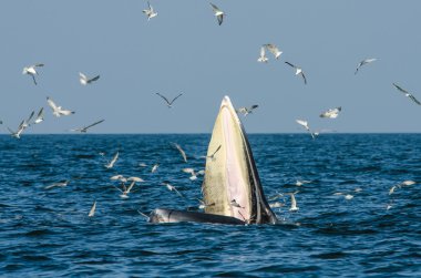 de bryde walvis voeding