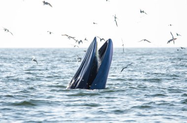 de bryde walvis voeding