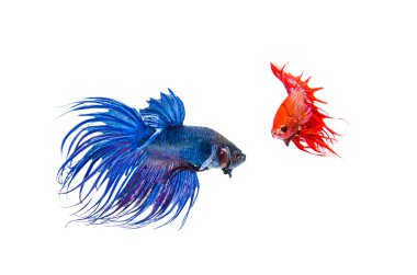 Siyam mücadele balık