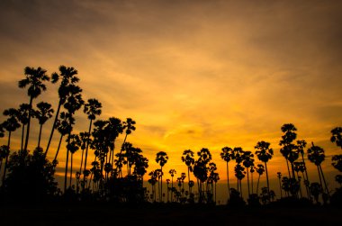 şeker palmiye ağacı.