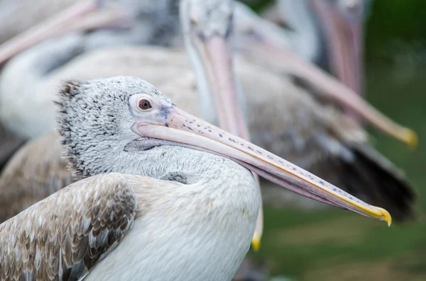 Gemalter Storch (Mycteria leucocephala)) — Stockfoto