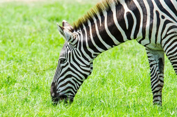 Zebra in nature. — Stock Photo, Image