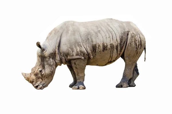 Rhino su sfondo bianco — Foto Stock