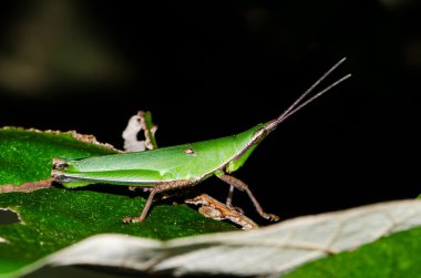 tropikal yağmur ormanlarında grrasshopper