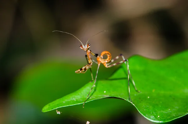 Grrasshopper in the tropical rainforest — Stock Photo, Image