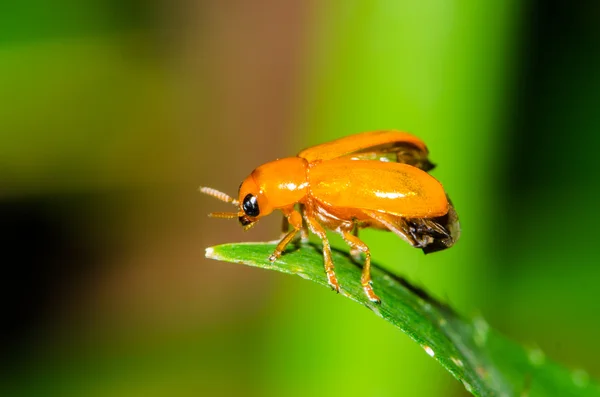 Scarabeo di zucca sulla foglia — Foto Stock