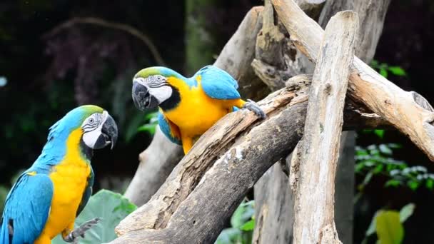 Loros guacamayos . — Vídeo de stock