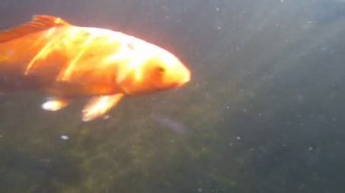 süslü sazan su altında yüzmek