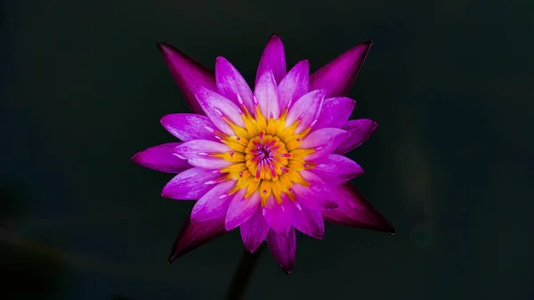 Pink Lotus Blooming Pond Morning — Stock Photo, Image