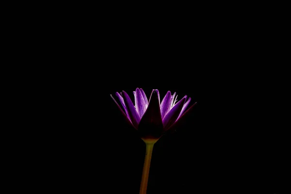 Lotus Blommande Bat Botanisk Trädgård Morgonen — Stockfoto