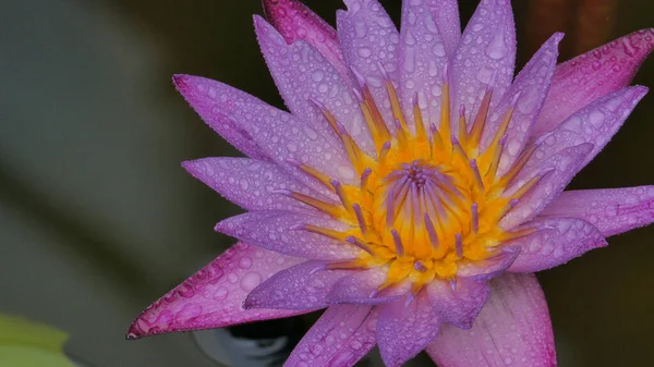 Pink Lotus Blooming Pond Morning — Stock Photo, Image