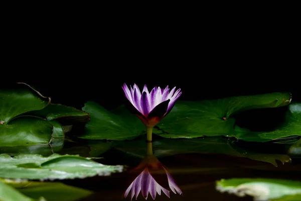 Lotus Water Lily Blooming Morning — Stock Photo, Image