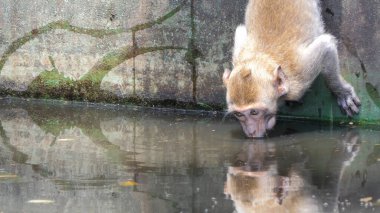 Kuzey At Kuyruklu Macaque doğada.