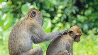 Kuzey At Kuyruklu Macaque doğada.
