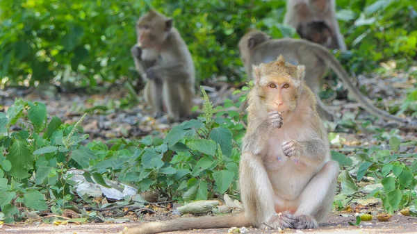 Nordlig Gris Tailed Macaque Naturen — Stockfoto