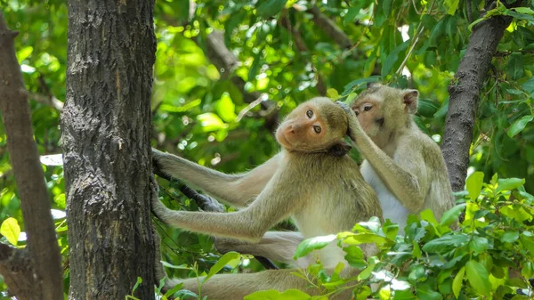 Nordlig Gris Tailed Macaque Naturen — Stockfoto