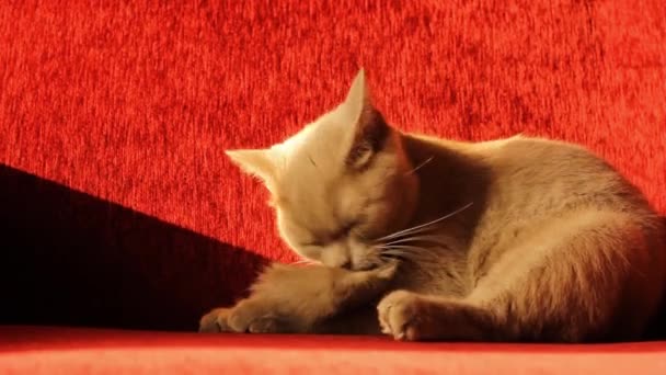 Красивый Серый Британский Кот Умывается Кошка Мягкий Обычная Жизнь — стоковое видео