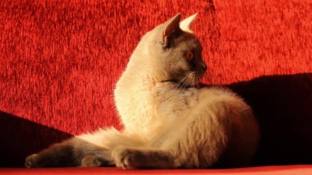Красивый Серый Британский Кот Умывается Кошка Мягкий Обычная Жизнь — стоковое видео