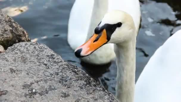 Zwanen Het Meer Zwaan Eet Brood Zwevende Vogels — Stockvideo