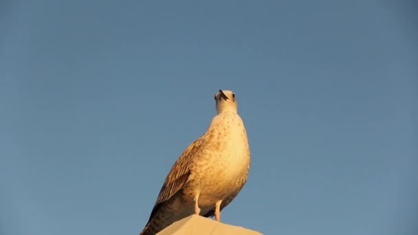 Galler Larus Argentatus Fiskmåsen Sitter Högt Fågelvideor — Stockvideo