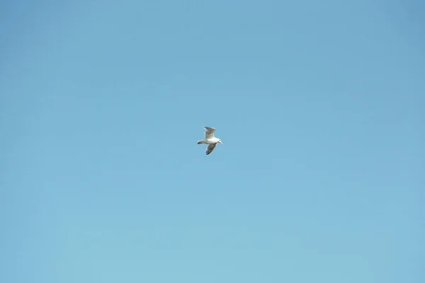 Γλάρος Πετάει Στον Ουρανό Πουλί Στον Ουρανό — Φωτογραφία Αρχείου