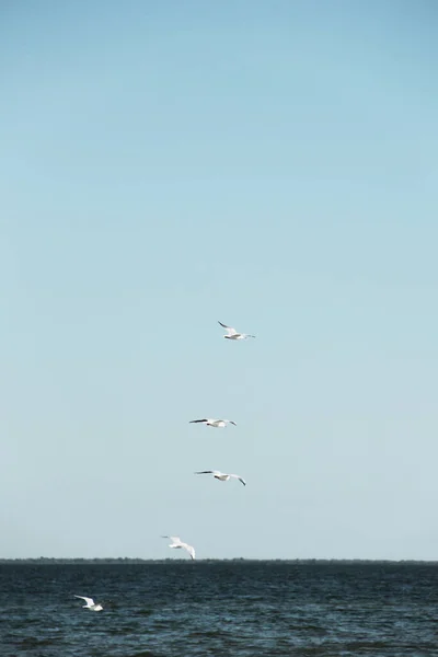 Möwen Fliegen Himmel Über Dem Meer Vögel Himmel — Stockfoto