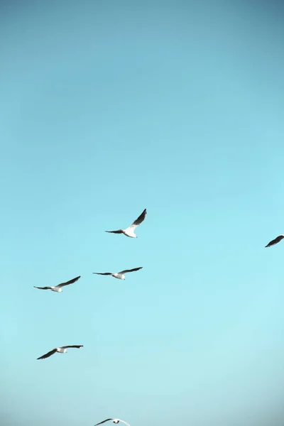 Les Mouettes Volent Dans Ciel Oiseaux Dans Ciel — Photo