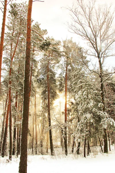 Maravilloso Bosque Invierno Rayos Sol Hermoso Bosque Invierno Increíblemente Hermosa —  Fotos de Stock