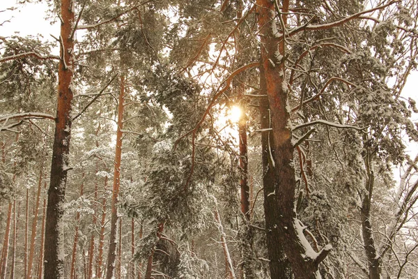 Чудесный Зимний Лес Солнечные Лучи Красивом Зимнем Лесу Невероятно Красивая — стоковое фото