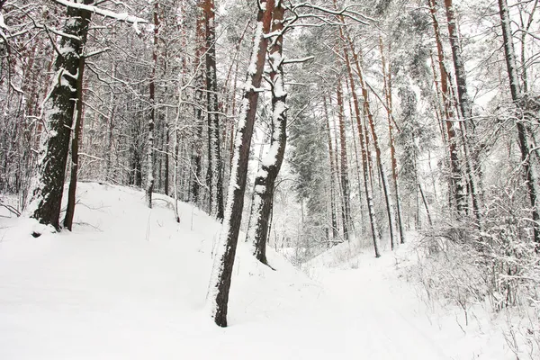 Υπέροχο Χειμερινό Δάσος Απίστευτα Όμορφη Φύση Χιονισμένο Χειμώνα Ψηλά Δέντρα — Φωτογραφία Αρχείου