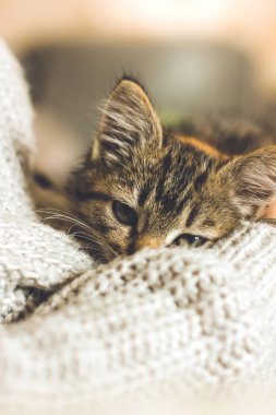 Kollarındaki küçük güzel kedicik. En sevdiği hayvan. Kedi ağızlığı.