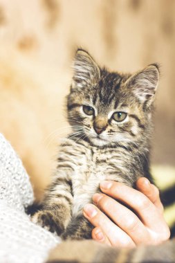 Kollarındaki küçük güzel kedicik. En sevdiği hayvan. Kedi ağızlığı.