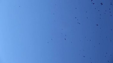 Gökyüzündeki kuşlar. Kuşlar mavi gökyüzünde daireler çiziyor. Doğa