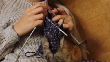 Örgü ve kedi. Kedi örgü ile oynanır. Kız kedinin yanında örgü örüyor. Ev rahatlığı. Ev hanımı işi