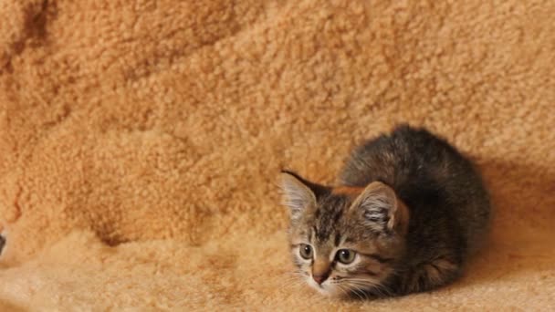 Kleine Schöne Miezekatze Hause Ein Haustier Katze — Stockvideo