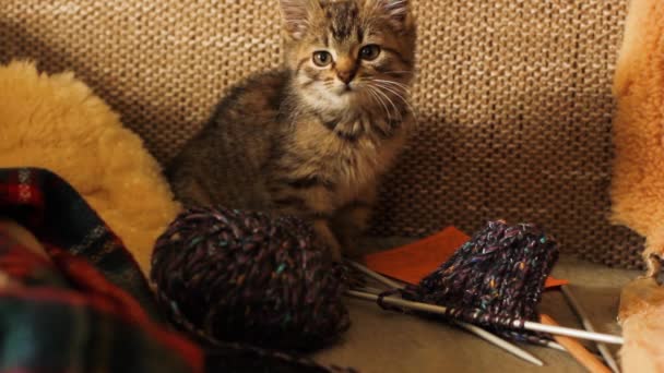 Mały Kot Robienie Drutach Domowa Rozrywka Dla Kota — Wideo stockowe