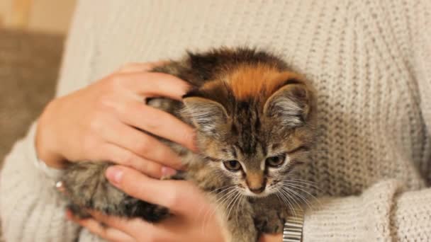 Маленька Кішка Руках Ніжна Тварина Тварини Люди Кітті Домашній Затишок — стокове відео