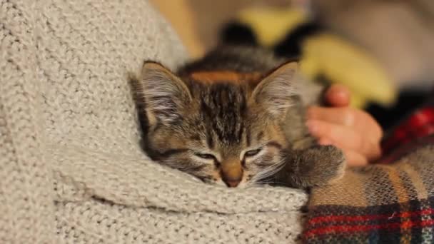 Маленькая Кошка Руках Нежный Питомец Животное Люди Китти Домашний Комфорт — стоковое видео