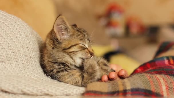 Malá Kočka Náručí Něžné Zvířátko Zvíře Lidé Kitty Domácí Pohodlí — Stock video