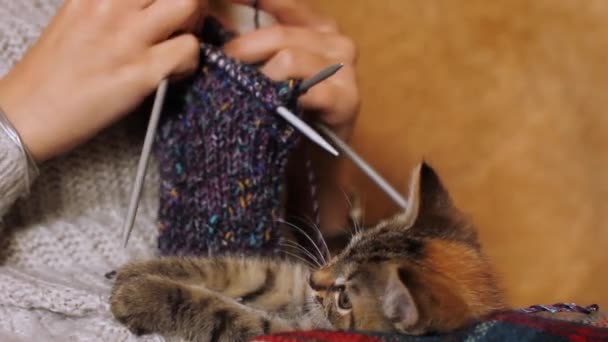 Tricô Gato Gatinho Jogado Com Tricô Menina Une Lado Gato — Vídeo de Stock