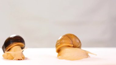 Temiz bir arkaplanda iki salyangoz. Achatina salyangozu. Ev güzellik uzmanı. Ev hayvanı