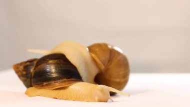 Temiz bir arkaplanda iki salyangoz. Achatina salyangozu. Ev güzellik uzmanı. Ev hayvanı