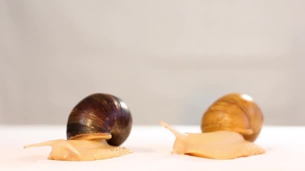 마리의 달팽이는 배경을 가지고 달팽이 가정의 미용사 — 비디오